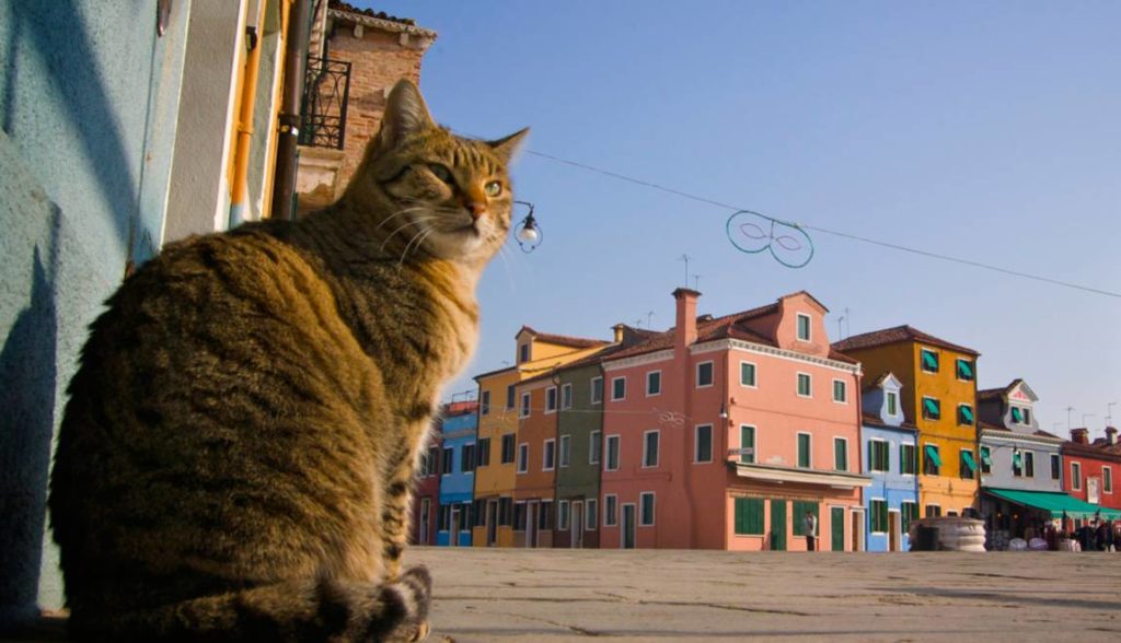 Un chat Vénitien sur l'ȋle de Burano