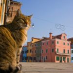 Un chat Vénitien sur l'ȋle de Burano